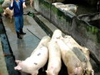 沼氣行業(yè)動(dòng)態(tài)與市場(chǎng)走勢(shì)分析 聚焦愛(ài)豬網(wǎng)沼氣設(shè)備新動(dòng)向